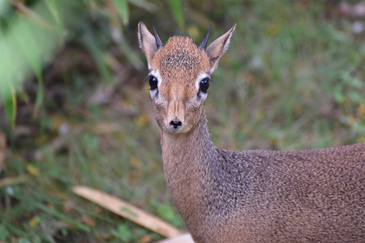 dikdik