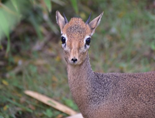 dikdik