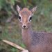 dikdik